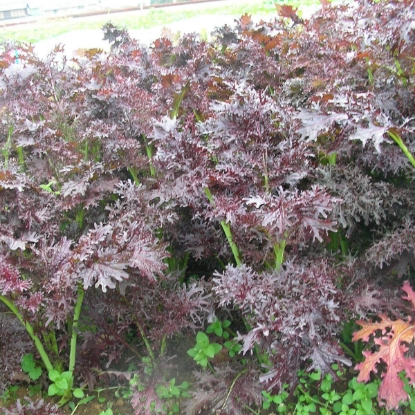 Picture of Mustard, Ruby Streaks
